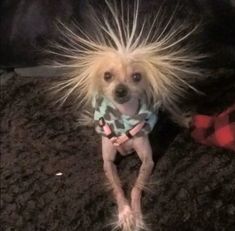 a small dog with long hair sitting on the floor