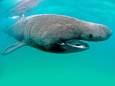 a large gray shark swimming in the ocean