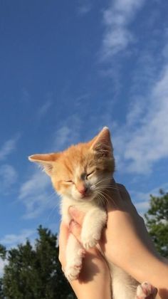 a person holding a small kitten in their hands under a blue sky with white clouds