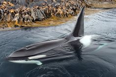 an orca swimming in the water near rocks