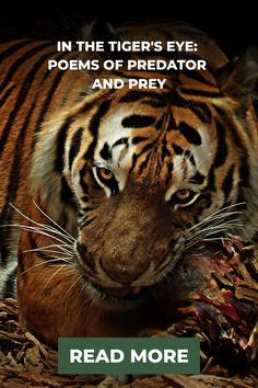 a tiger with the words in the tiger's eye poem of predator and prey