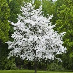 Cherokee princess dogwood in bloom pure white Spring Blooming Trees, Cornus Florida, Cypress Mulch, Flowering Dogwood, Albizia Julibrissin, Types Of Mulch, Dogwood Tree, Pink Dogwood, Specimen Trees