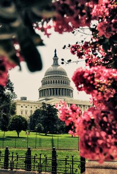 the capital building in washington d c is seen through some pink blossoms on trees and fence