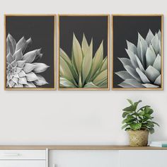 three framed art prints on a wall above a dresser with a potted plant in the foreground