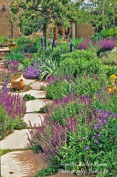 the garden is full of purple flowers and green plants, along with stone walkways