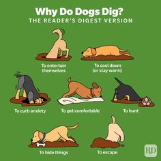 Canine Training Tips Puppy Activities, Stop Dogs From Digging, Outdoor Dog Area, Dog Digging, Summer Safety Tips, Digging Dogs, Dog Boredom, Summer Safety