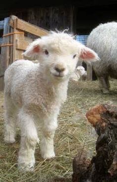 two baby sheep standing next to each other