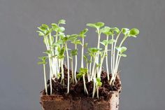 small plants sprouting out of soil on top of each other