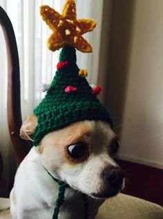 a small dog wearing a crocheted christmas tree hat on top of it's head