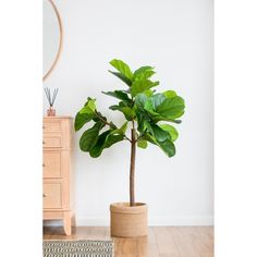 a potted plant sitting on top of a wooden floor next to a dresser and mirror