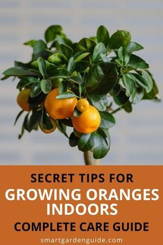 an orange tree with the words secret tips for growing oranges indoors complete care guide