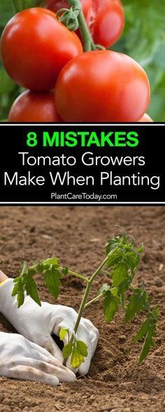 tomatoes growing in the ground with gardening gloves on it and text that reads, 8 mistakes tomato growers make when planting