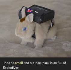 a small stuffed animal with a bag on its back and the caption says, he's so small and his backpack is full of explosives