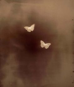 two white butterflies are flying in the sky