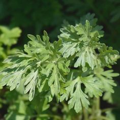 a close up view of some green leaves