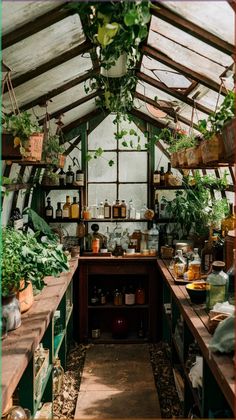 an old greenhouse with lots of plants growing in the kitchen and on the counter top