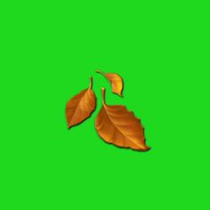 two leaves on a green screen