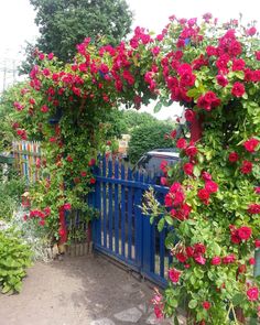 a blue gate with red flowers growing over it