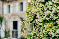 white flowers growing on the side of a building