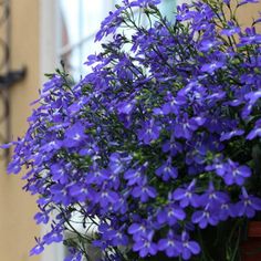 purple flowers are growing in a pot outside