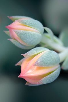 an image of some flowers on the screen