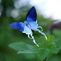 a blue butterfly sitting on top of a green leaf