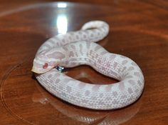 a white snake sitting on top of a wooden table