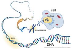 a diagram of the structure of a cell and how it is attached to another cell