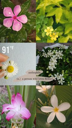 four different types of flowers are shown in this collage