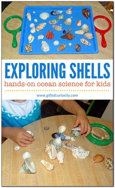 Shell activities for kids - ordering, sorting, examining, and experiencing them with all five senses | Ocean science for kids || Gift of Curiosity Shell Activities, Beach Theme Preschool, Toddler Curriculum, Ocean Unit, Ocean Science, Ocean Activities, Summer Preschool