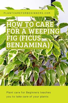 a plant with the words how to care for a weeping figgyus benjama