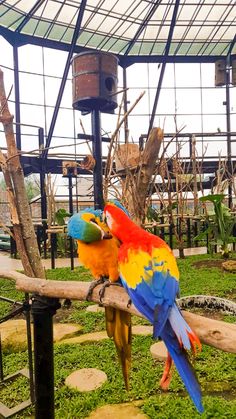 two colorful parrots are sitting on a branch in their enclosure at the zoo,