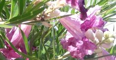 pink and white flowers are growing in the sun