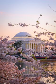 the jefferson memorial and cherry blossom trees in washington, d c at sunset or dawn