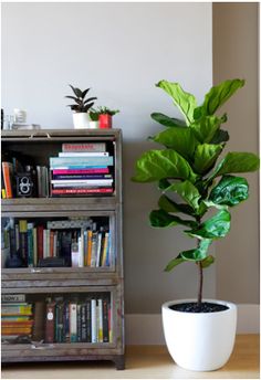 a potted plant sitting next to a book shelf