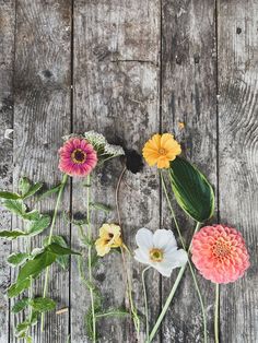 three different colored flowers on a wooden surface with green leaves and brown wood planks