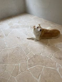 a brown and white dog laying on top of a tile floor next to a window