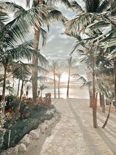 palm trees line the beach as the sun sets