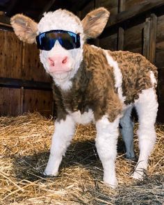 a brown and white cow wearing sunglasses in hay