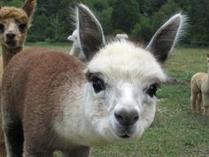 an alpaca looks at the camera with other llamas in the background