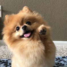 a small brown dog standing on its hind legs