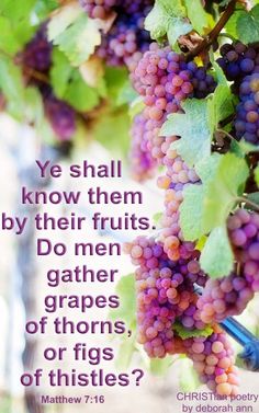 a bunch of grapes hanging from a vine with the words, ye shall know them by their fruits