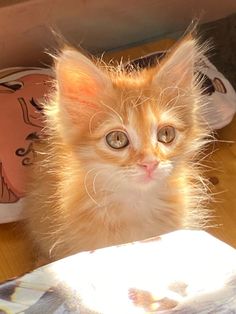 an orange kitten sitting on top of a wooden floor