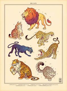 an image of wild animals in different positions on a white background with the words wild cats