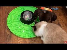 two dogs are playing with a cat toy