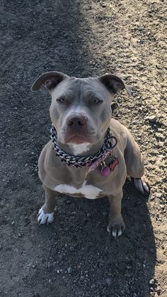 a dog sitting on the ground wearing a chain around it's neck and looking at the camera