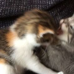 two kittens playing with each other on a couch