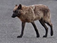 a wolf walking across a street next to another animal