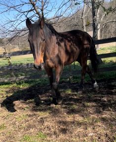 a brown horse standing on top of a grass covered field next to a tree and fence