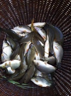 a basket filled with lots of small fish